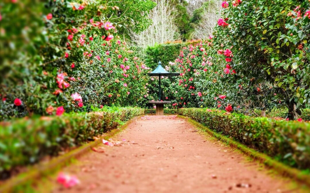 brown pathway between green plants