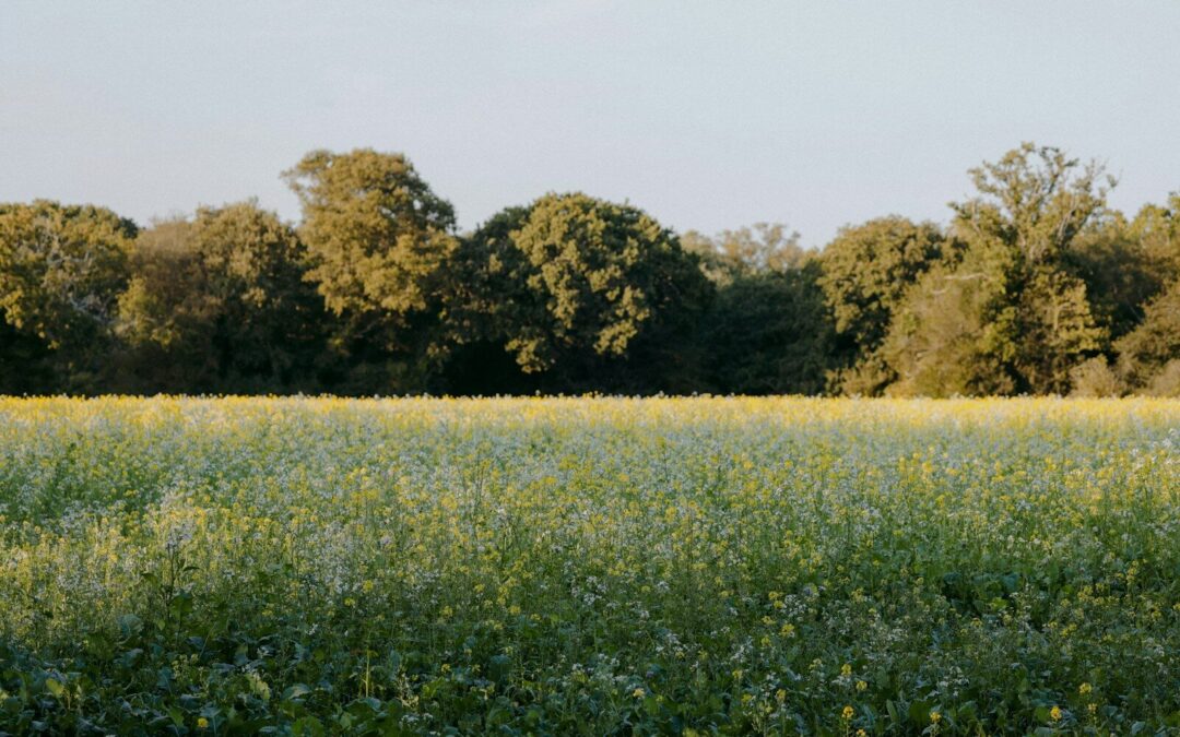 A field with trees in the background