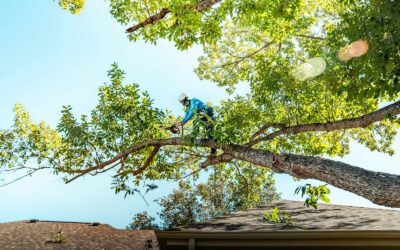 Pourquoi investir dans un Élagage à Domont régulier ?