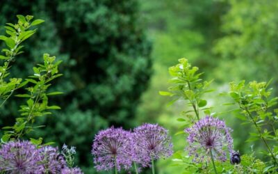 Quand contacter un Jardinier Domont pour l&rsquo;entretien de son extérieur ?