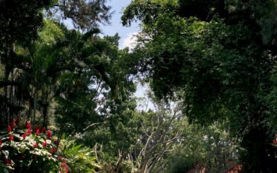 Pourquoi faire appel à un Jardinier Domont pour entretenir son jardin ?