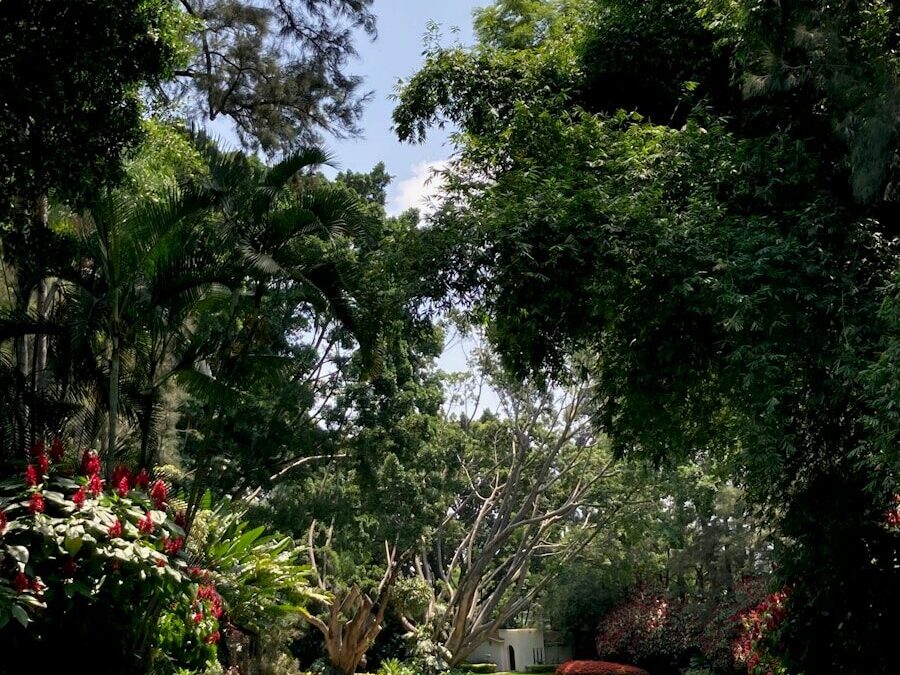 Pourquoi faire appel à un Jardinier Domont pour entretenir son jardin ?