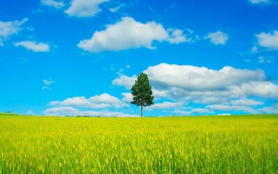 Un Paysagiste 95 peut-il créer un jardin méditerranéen ?