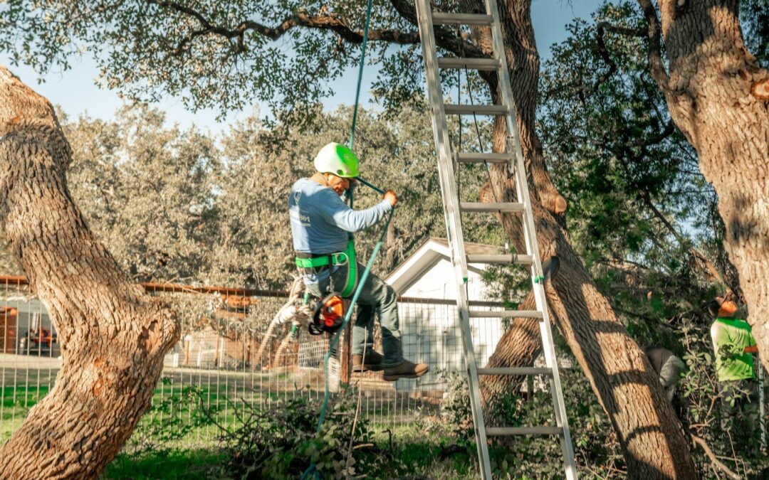 Quels sont les équipements de sécurité utilisés pour un Élagage à Domont ?