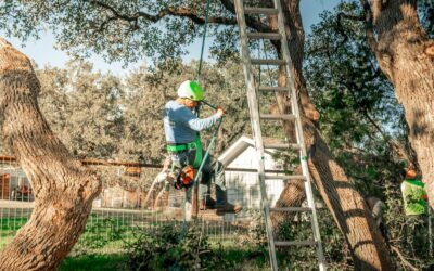 Comment un Élagage à Domont favorise-t-il la croissance des arbres ?