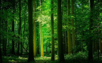 Un Paysagiste 95 réalise-t-il le désherbage des massifs ?