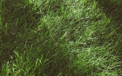 Pourquoi la régularité est-elle importante pour une Tonte de pelouse 95 ?