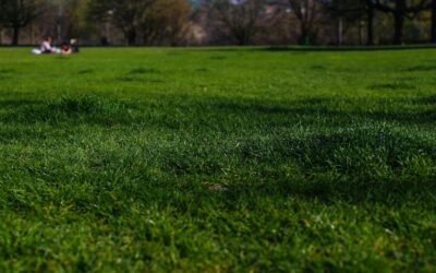 Quels sont les bénéfices d’une Tonte de pelouse 95 pour votre jardin ?
