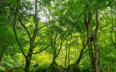 Comment un Paysagiste 95 entretient-il une pelouse ?