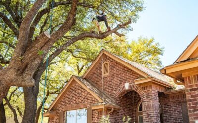 Comment un Élagage à Domont protège-t-il votre habitation ?