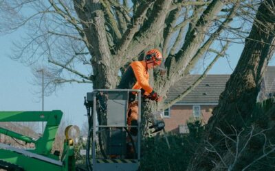 Pourquoi réaliser un Élagage à Domont dans une copropriété ?