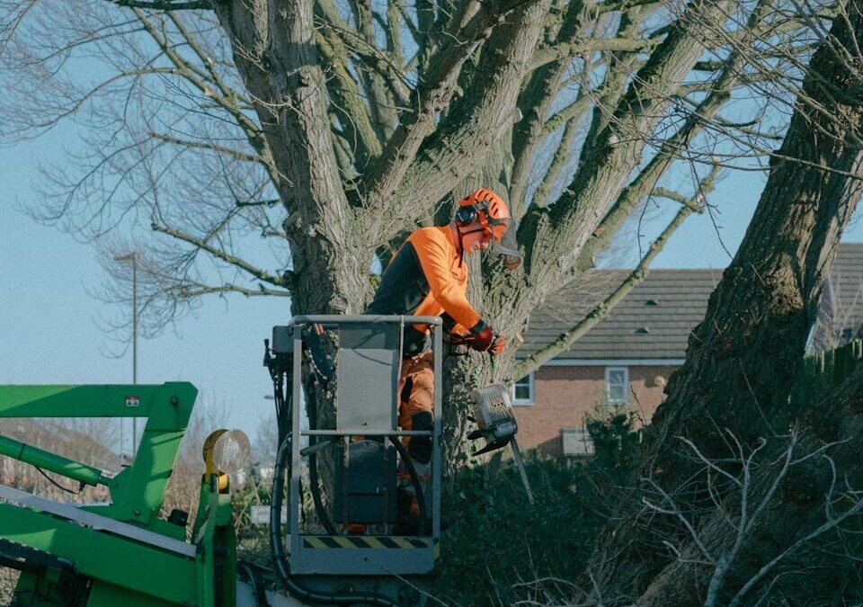 Pourquoi réaliser un Élagage à Domont dans une copropriété ?