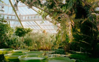 Comment un Jardinier 95 entretient-il une pelouse ?
