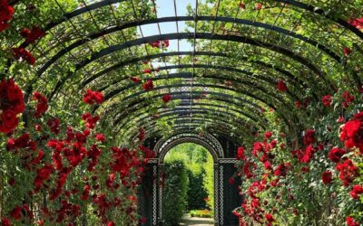Comment un Jardinier 95 nettoie-t-il un jardin ?