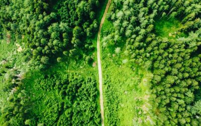Pourquoi confier l’entretien de son jardin à un Paysagiste 95 ?