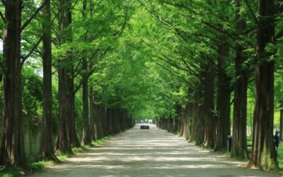 Quels sont les services proposés par un Jardinier Domont ?