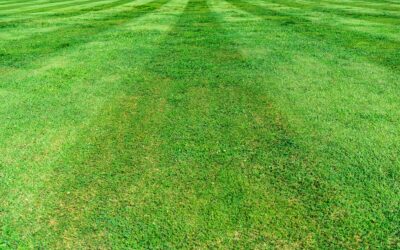 Quelle est la meilleure période pour tailler une haie ?