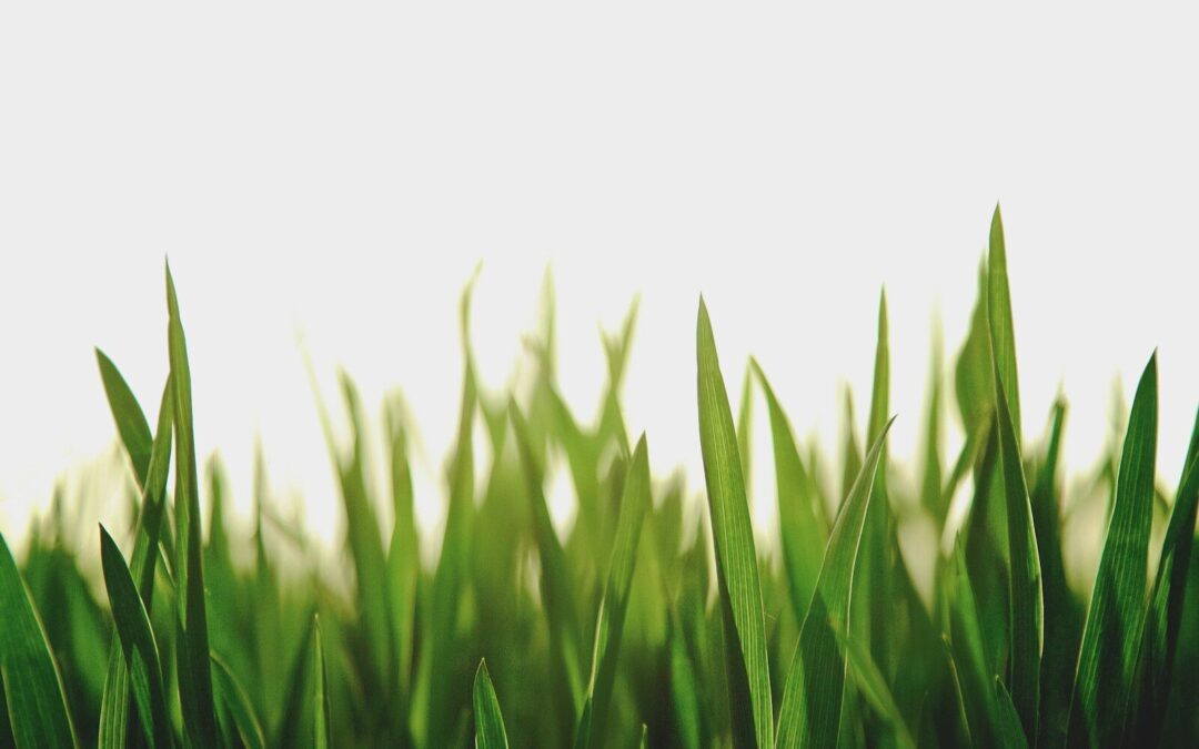 closeup photography of green grassfield